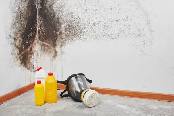 Mold Removal Process in South Kensington, MD